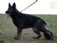 Akira von Haus Antverpa Akira von Haus Antverpa