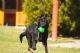 Speedy Vikar Speedy Vikar