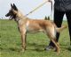 Ador Bethlem Bohemia--马犬 Ador Bethlem Bohemia--马犬
