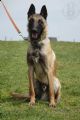Ador Bethlem Bohemia--马犬 Ador Bethlem Bohemia--马犬