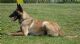 Ador Bethlem Bohemia--马犬 Ador Bethlem Bohemia--马犬